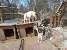 PAKO, Hund, Mischlingshund in Bulgarien - Bild 6
