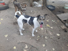 PAKO, Hund, Mischlingshund in Bulgarien - Bild 9