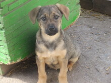 LINDI, Hund, Mischlingshund in Bulgarien - Bild 2