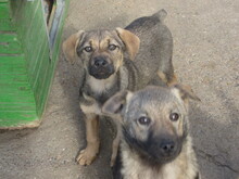LINDI, Hund, Mischlingshund in Bulgarien - Bild 7