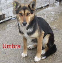 UMBRA, Hund, Mischlingshund in Bulgarien - Bild 1