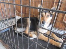 UMBRA, Hund, Mischlingshund in Bulgarien - Bild 2