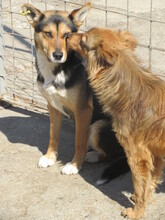 UMBRA, Hund, Mischlingshund in Bulgarien - Bild 3
