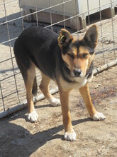 UMBRA, Hund, Mischlingshund in Bulgarien - Bild 7