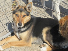 UMBRA, Hund, Mischlingshund in Bulgarien - Bild 8