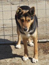 UMBRA, Hund, Mischlingshund in Bulgarien - Bild 9