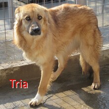 TRIA, Hund, Mischlingshund in Bulgarien - Bild 1