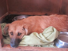 TRIA, Hund, Mischlingshund in Bulgarien - Bild 2