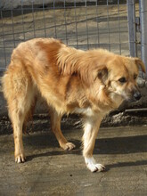 TRIA, Hund, Mischlingshund in Bulgarien - Bild 3