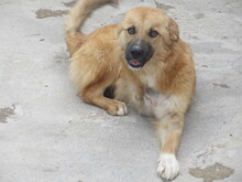 TRIA, Hund, Mischlingshund in Bulgarien - Bild 4