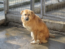 TRIA, Hund, Mischlingshund in Bulgarien - Bild 5