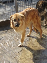 TRIA, Hund, Mischlingshund in Bulgarien - Bild 6