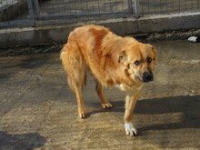 TRIA, Hund, Mischlingshund in Bulgarien - Bild 7