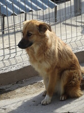 TRIA, Hund, Mischlingshund in Bulgarien - Bild 8