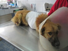 TRIA, Hund, Mischlingshund in Bulgarien - Bild 9