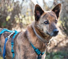 STELLA, Hund, Mischlingshund in Leonberg - Bild 1