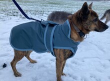 STELLA, Hund, Mischlingshund in Leonberg - Bild 10