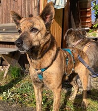 STELLA, Hund, Mischlingshund in Leonberg - Bild 4