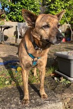 STELLA, Hund, Mischlingshund in Leonberg - Bild 6