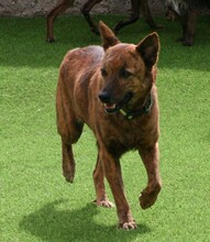 STELLA, Hund, Mischlingshund in Leonberg - Bild 8
