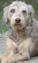 JIMBOB, Hund, Mischlingshund in Griechenland - Bild 1
