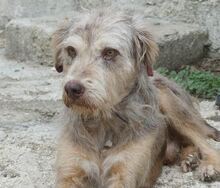 JIMBOB, Hund, Mischlingshund in Griechenland - Bild 10