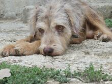 JIMBOB, Hund, Mischlingshund in Griechenland - Bild 12