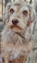 JIMBOB, Hund, Mischlingshund in Griechenland - Bild 13