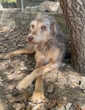 JIMBOB, Hund, Mischlingshund in Griechenland - Bild 14