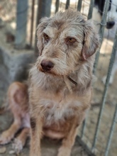 JIMBOB, Hund, Mischlingshund in Griechenland - Bild 15