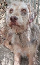 JIMBOB, Hund, Mischlingshund in Griechenland - Bild 17