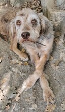 JIMBOB, Hund, Mischlingshund in Griechenland - Bild 18