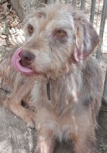 JIMBOB, Hund, Mischlingshund in Griechenland - Bild 19