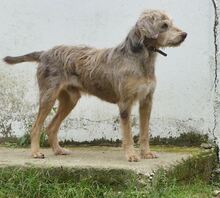 JIMBOB, Hund, Mischlingshund in Griechenland - Bild 2