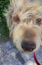 JIMBOB, Hund, Mischlingshund in Griechenland - Bild 24