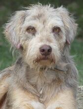 JIMBOB, Hund, Mischlingshund in Griechenland - Bild 3