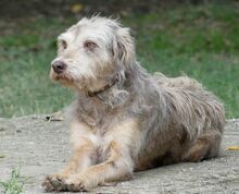 JIMBOB, Hund, Mischlingshund in Griechenland - Bild 4