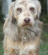 JIMBOB, Hund, Mischlingshund in Griechenland - Bild 5