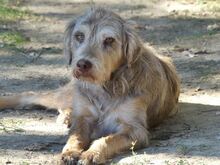 JIMBOB, Hund, Mischlingshund in Griechenland - Bild 7