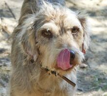 JIMBOB, Hund, Mischlingshund in Griechenland - Bild 8