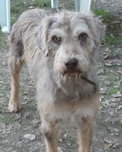 JIMBOB, Hund, Mischlingshund in Griechenland - Bild 9