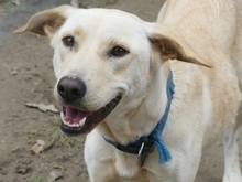 SANDY, Hund, Mischlingshund in Griechenland - Bild 12