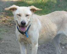 SANDY, Hund, Mischlingshund in Griechenland - Bild 2