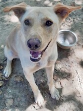 SANDY, Hund, Mischlingshund in Griechenland - Bild 4