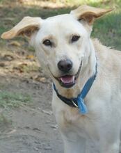 SANDY, Hund, Mischlingshund in Griechenland - Bild 6