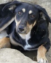 DANDY, Hund, Mischlingshund in Griechenland - Bild 10