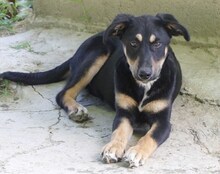 DANDY, Hund, Mischlingshund in Griechenland - Bild 12
