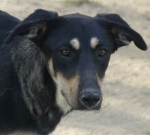 DANDY, Hund, Mischlingshund in Griechenland - Bild 13