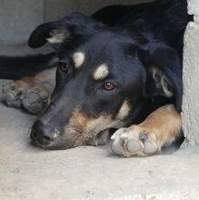 DANDY, Hund, Mischlingshund in Griechenland - Bild 14