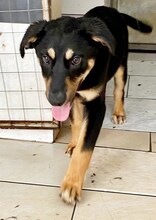 DANDY, Hund, Mischlingshund in Griechenland - Bild 15
